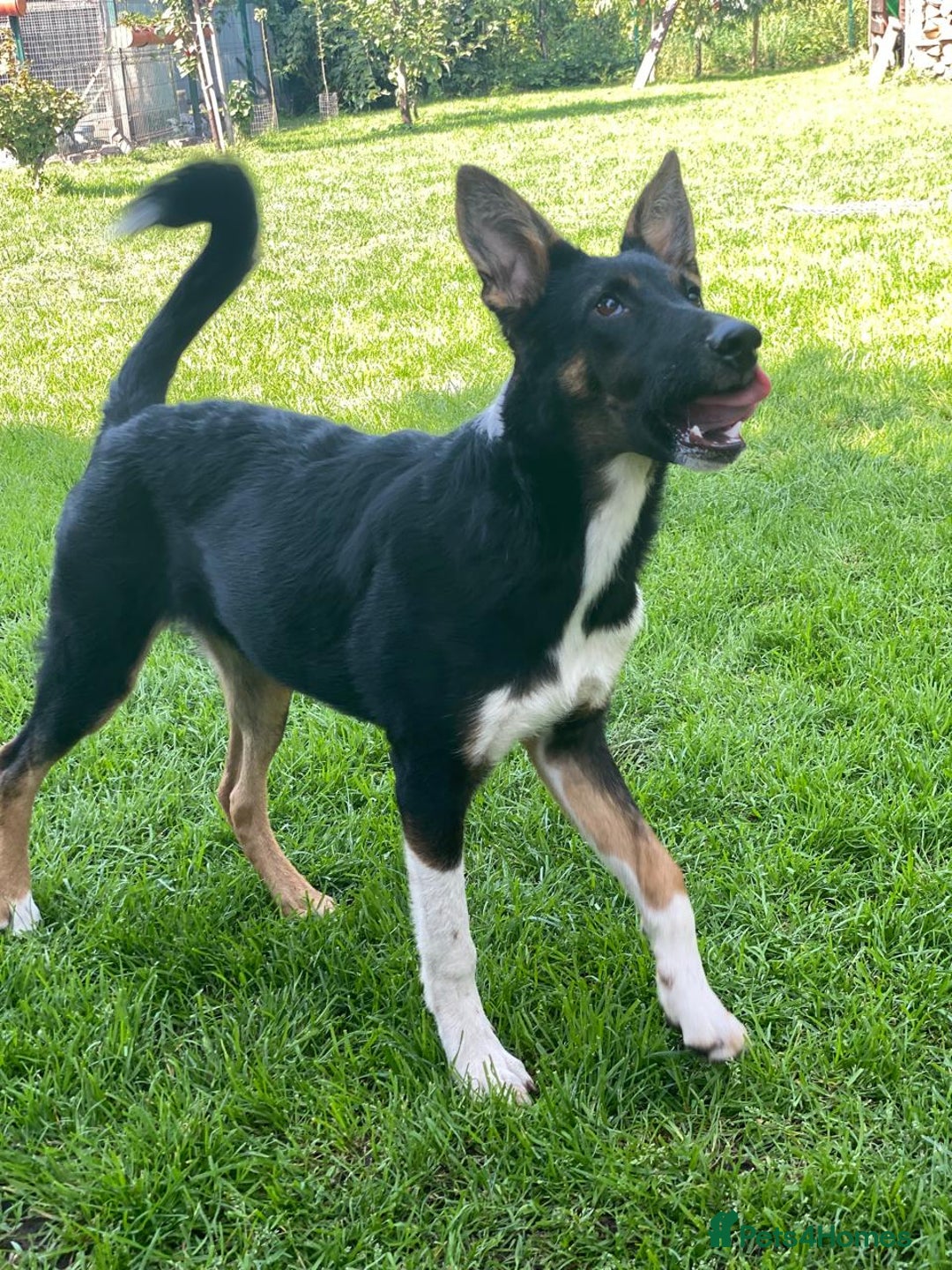 Mixed Breed dogs for adoption: 💖🐶 LINDA 🐶💖 - Image 7