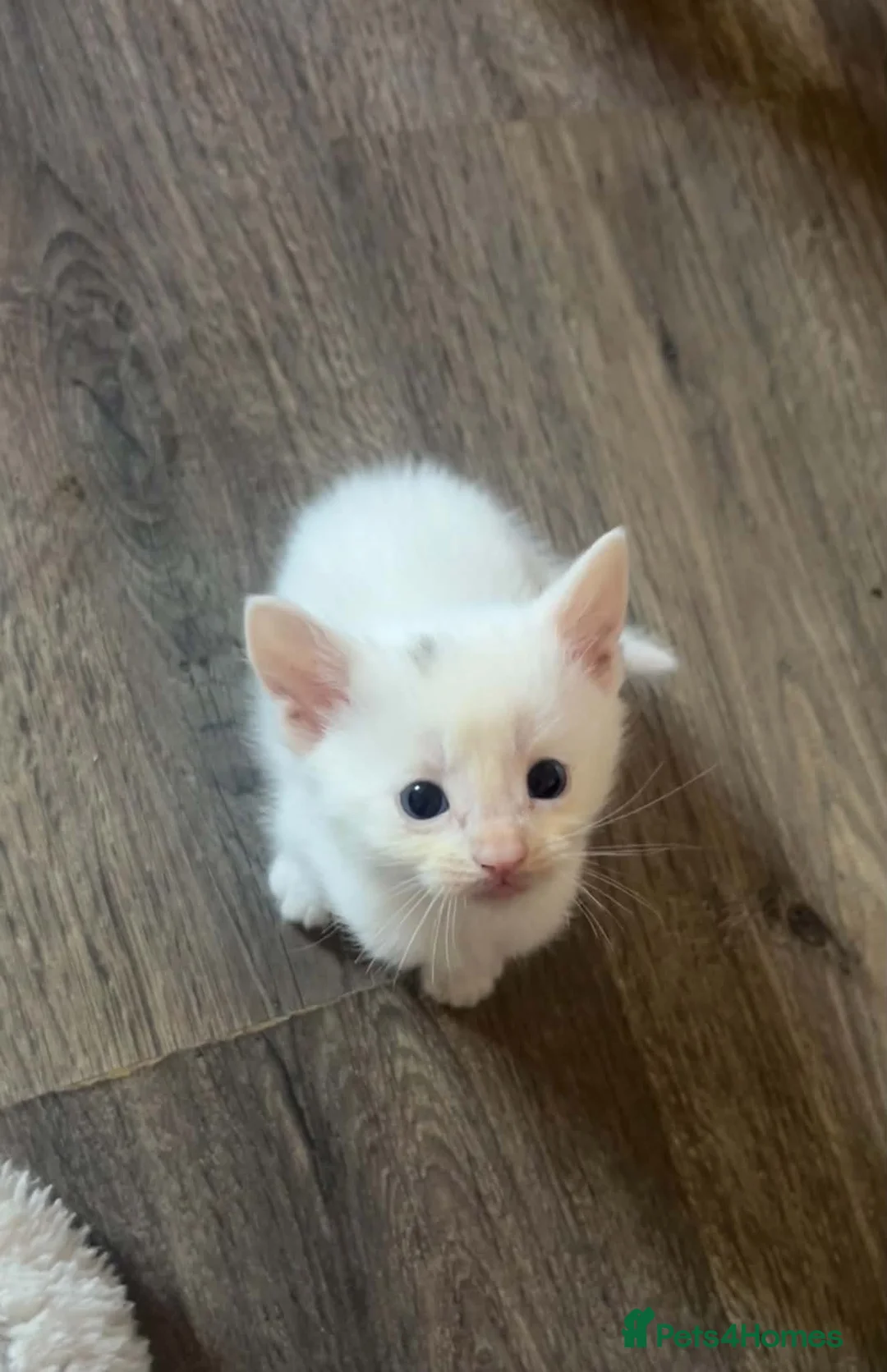 Mixed Breed cats for sale: 4 kittens left in Southampton - Advert 2