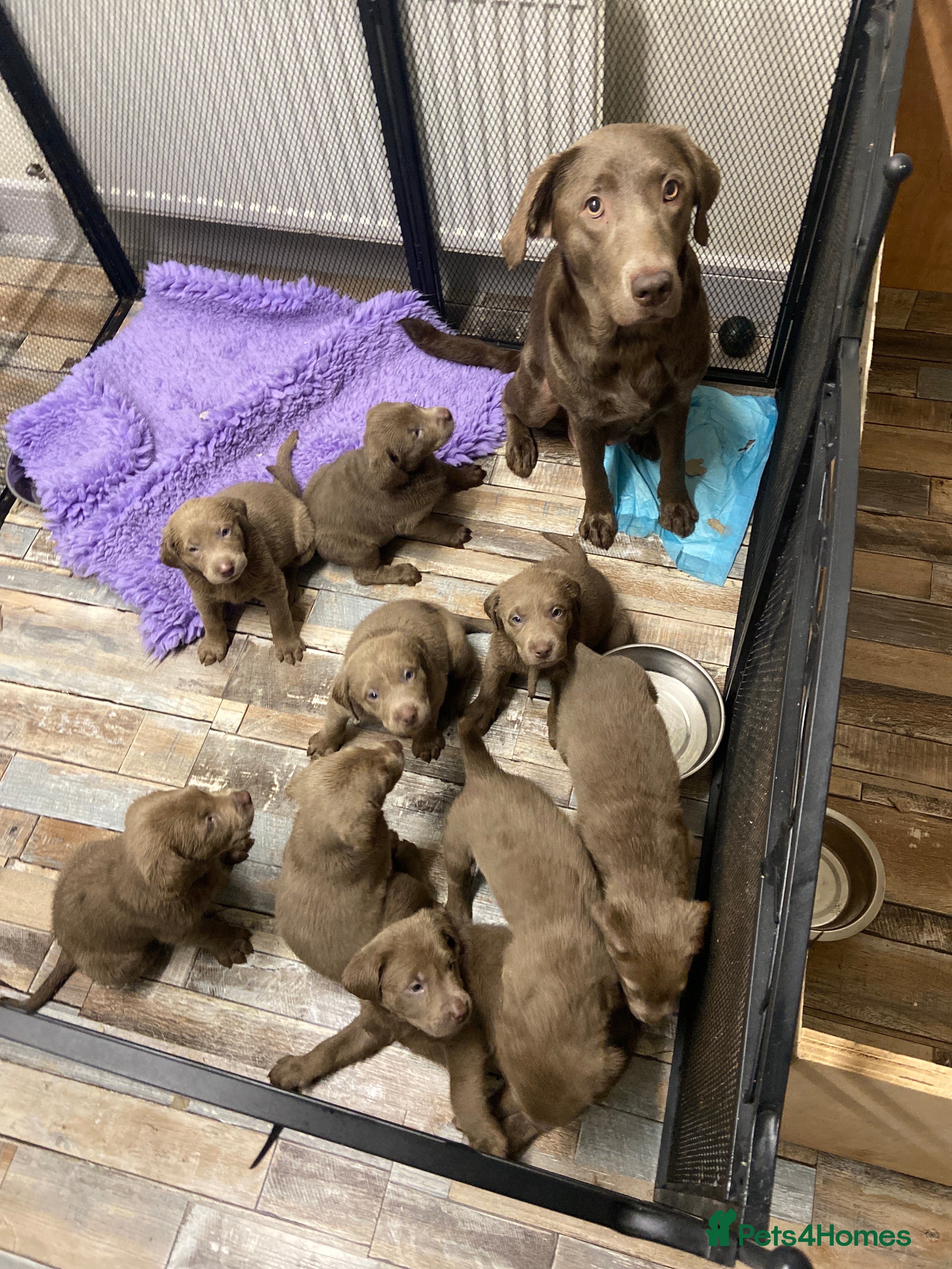 Labrador Retriever dogs Silver Labradors retrievers  - Advert 2