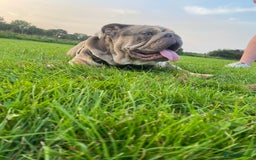 English Bulldog dogs for stud: Teddy bear 🧸 English bulldog stud in Newcastle upon Tyne - Image 9
