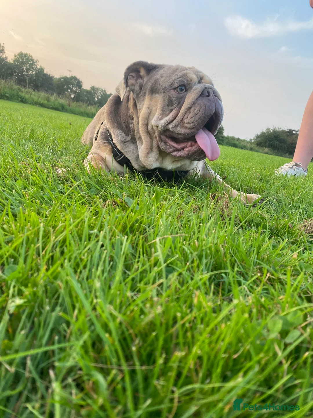 English Bulldog dogs for stud: Teddy bear 🧸 English bulldog stud in Newcastle upon Tyne - Advert 9