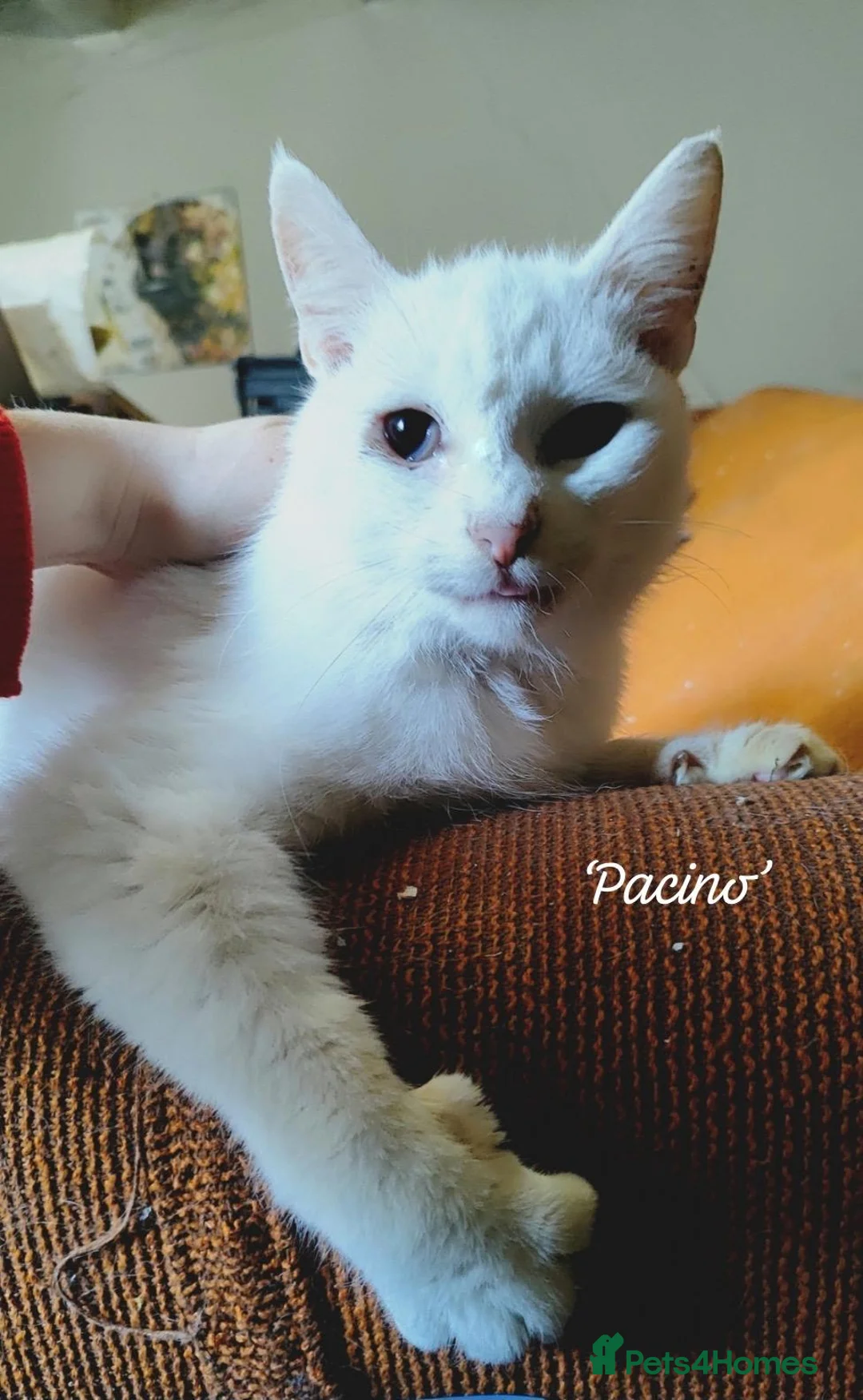 Mixed Breed cats for adoption: Pacino, 4-5 yrs old. Available for adoption. - Advert 2