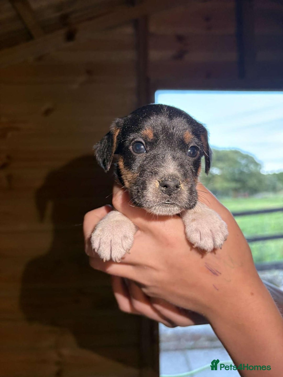 Jack Russell dogs for sale: Jack Russell puppies 5 boys left - Image 12