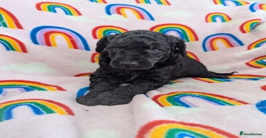 Miniature Poodle dogs - Advert 15