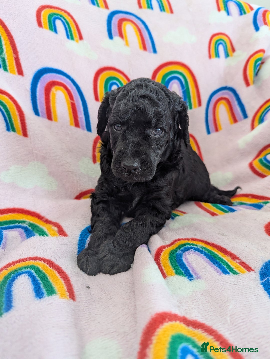 Miniature Poodle dogs for sale: Stunning Red & Phantom Poodles - Image 3