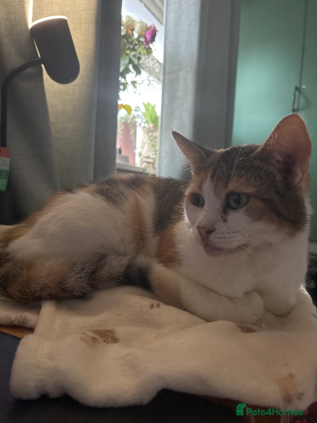 Mixed Breed cats for sale: 2 year old callico female  - Advert 1