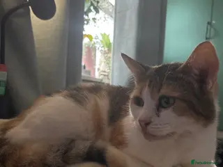 Mixed Breed cats 2 year old callico female - Advert 1