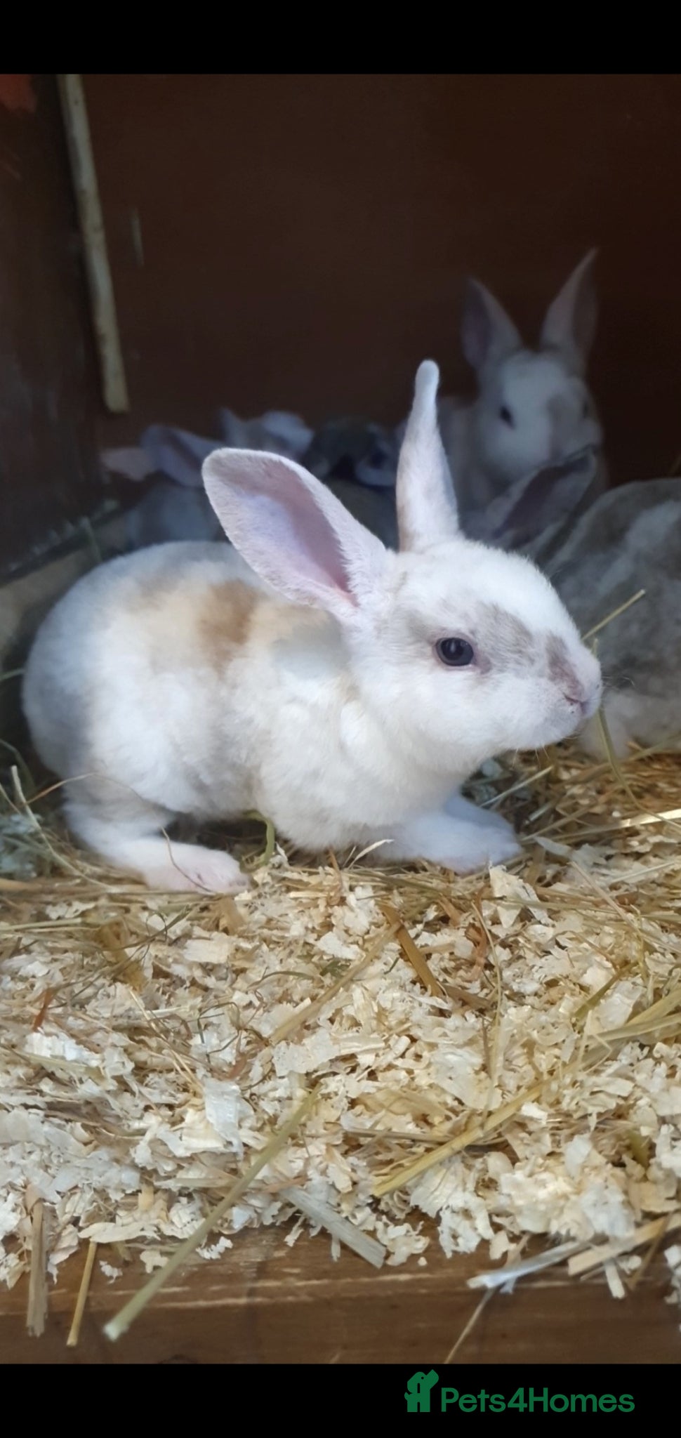 Rex rabbits for sale: Mini rex babies  - Advert 1