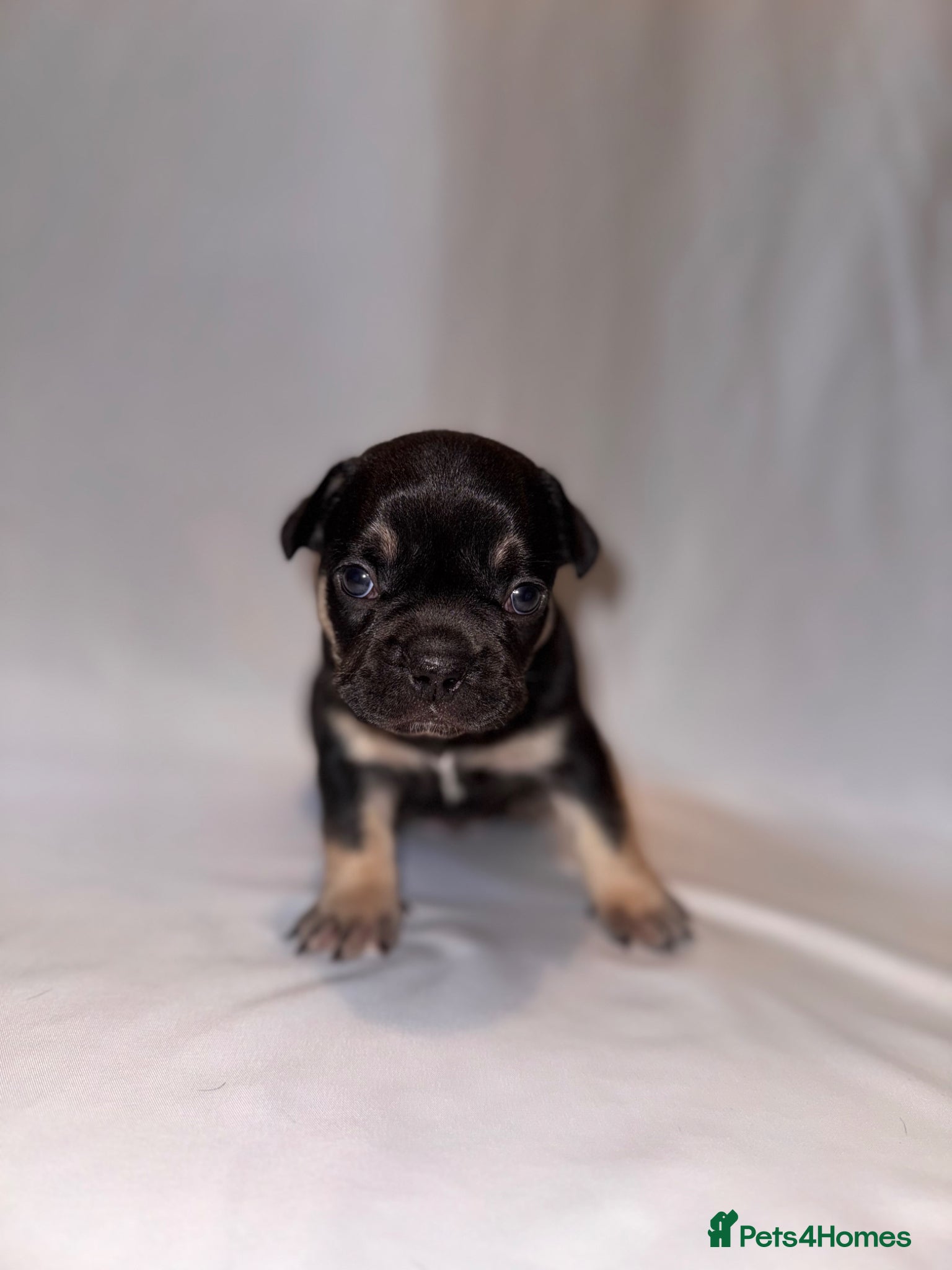 French Bulldog dogs for sale: Exceptional French Bulldog Puppies in Bristol - Advert 19