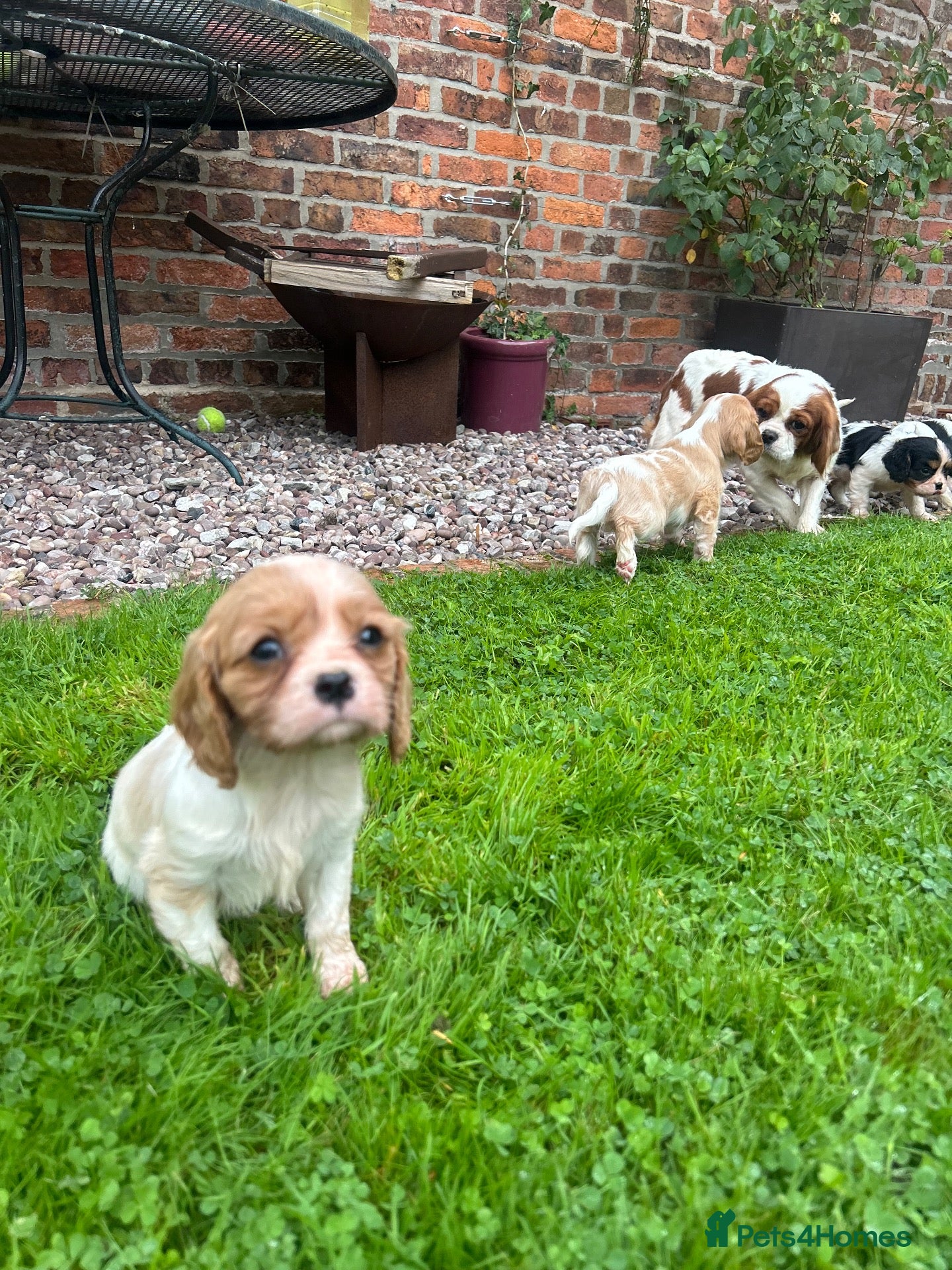 Cavalier King Charles Spaniel dogs Cavalier King Charles Puppies - Advert 4