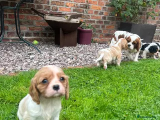 Cavalier King Charles Spaniel dogs Cavalier King Charles Puppies - Advert 4