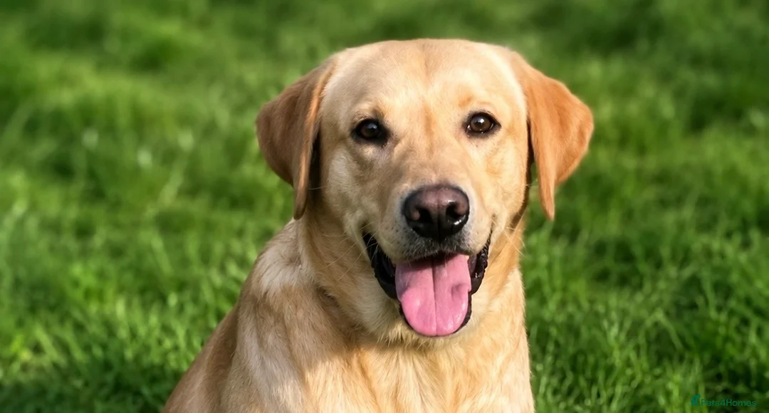 Labrador Retriever dogs for sale: Yellow 18 Month Old Working Lab Dog - Advert 1