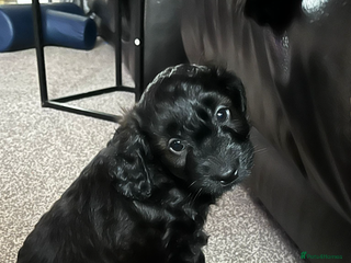 Cavapoo dogs Gorgeous Cavapoo puppies - Advert 1