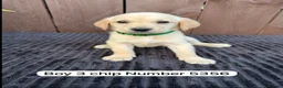 Goldador dogs for sale: Goldador puppies 9 available  - Advert 7