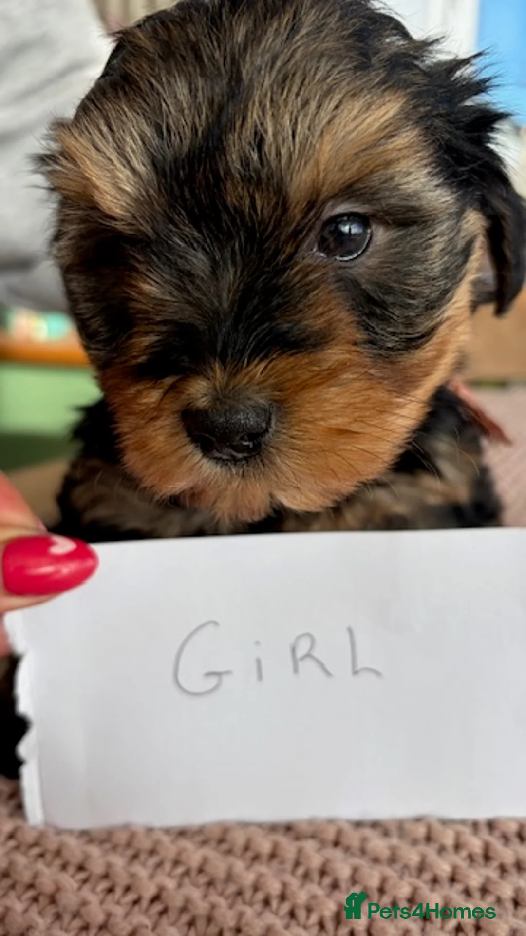 Yorkiepoo dogs for sale: Yorkipoos  - Advert 8