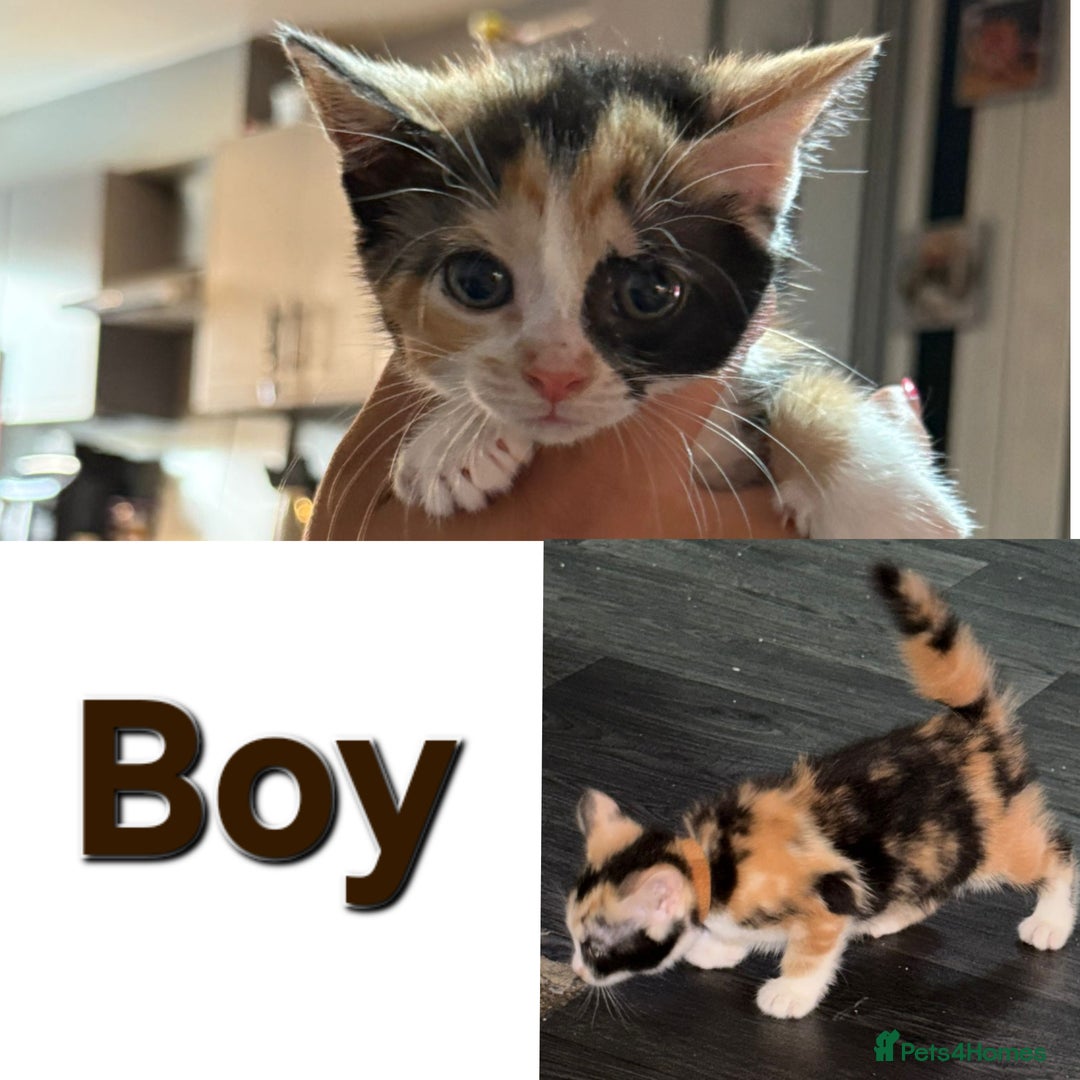 Mixed Breed cats for sale: Beautiful kittens - Image 2