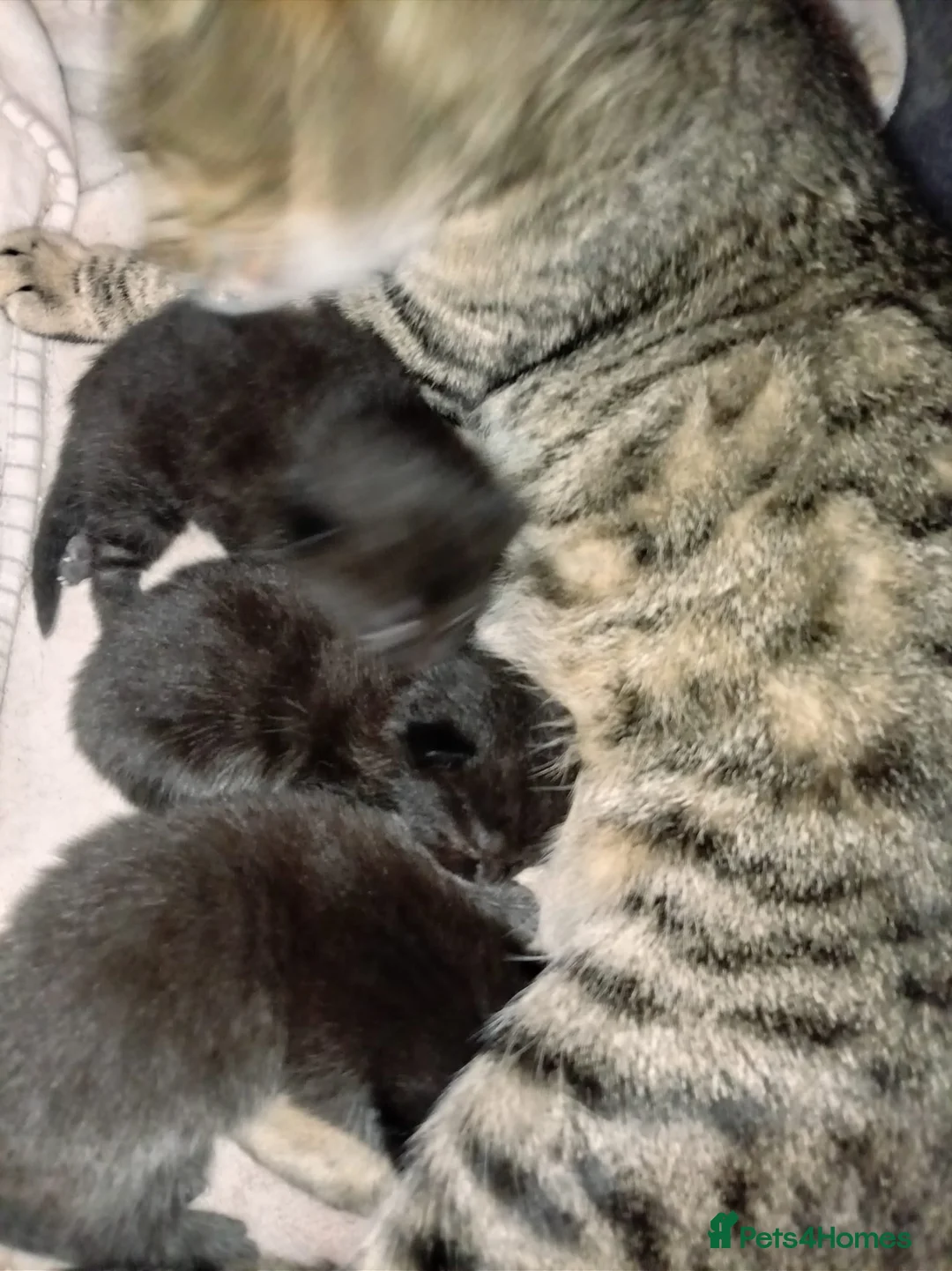 Mixed Breed cats for sale: 3 mixed breed kittens for sale - Advert 3