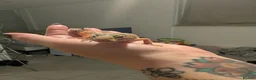Gecko reptiles for sale: Gecko - Advert 3