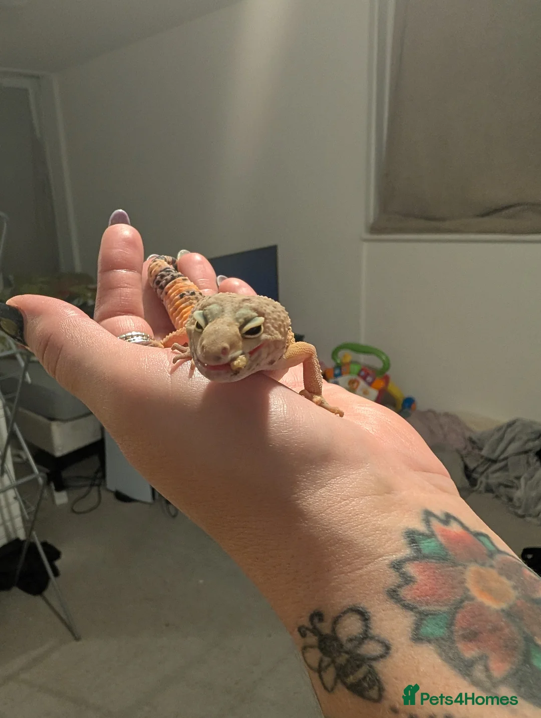 Gecko reptiles for sale: Gecko - Advert 3