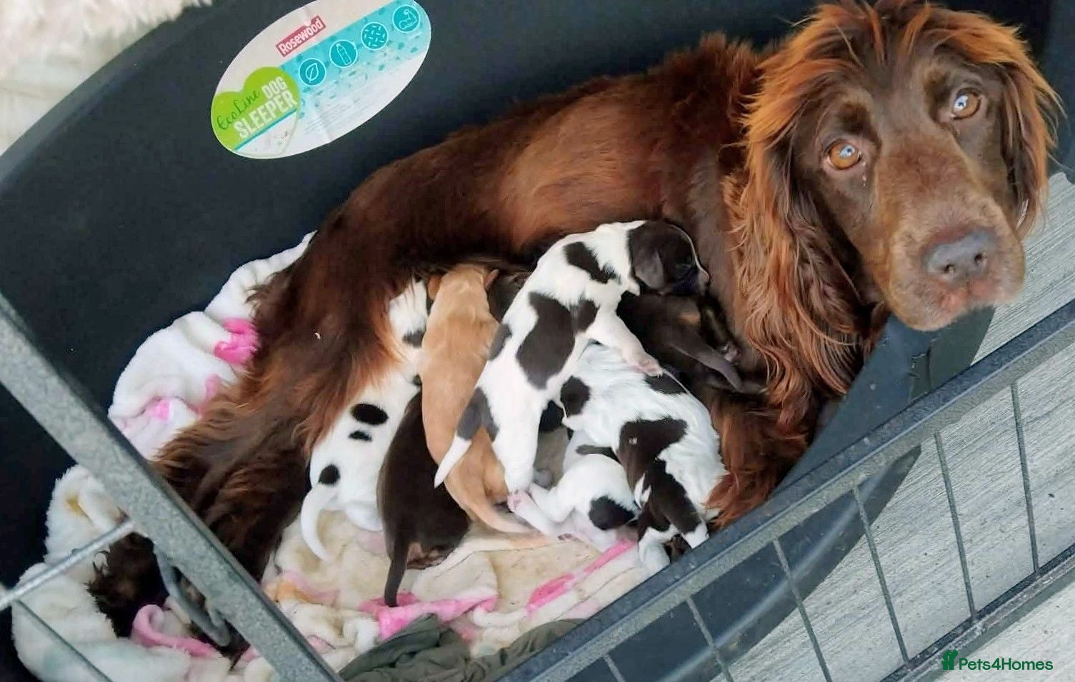 Cocker Spaniel dogs Cocker spaniel puppy's  - Advert 8