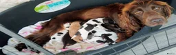 Cocker Spaniel dogs for sale: Cocker spaniel puppy's  - Advert 8
