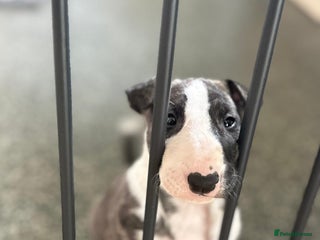 Bull Terrier dogs - Advert 2