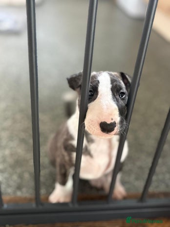Bull Terrier dogs - Advert 4