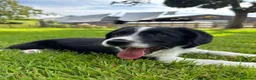 Mixed Breed dogs for sale: Cocker x Collie Pup in Llandovery - Advert 9