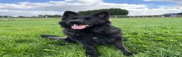 German Shepherd dogs for sale: ROCKFORCE LONG HAIRED WORKING LINE GSD  - Advert 9