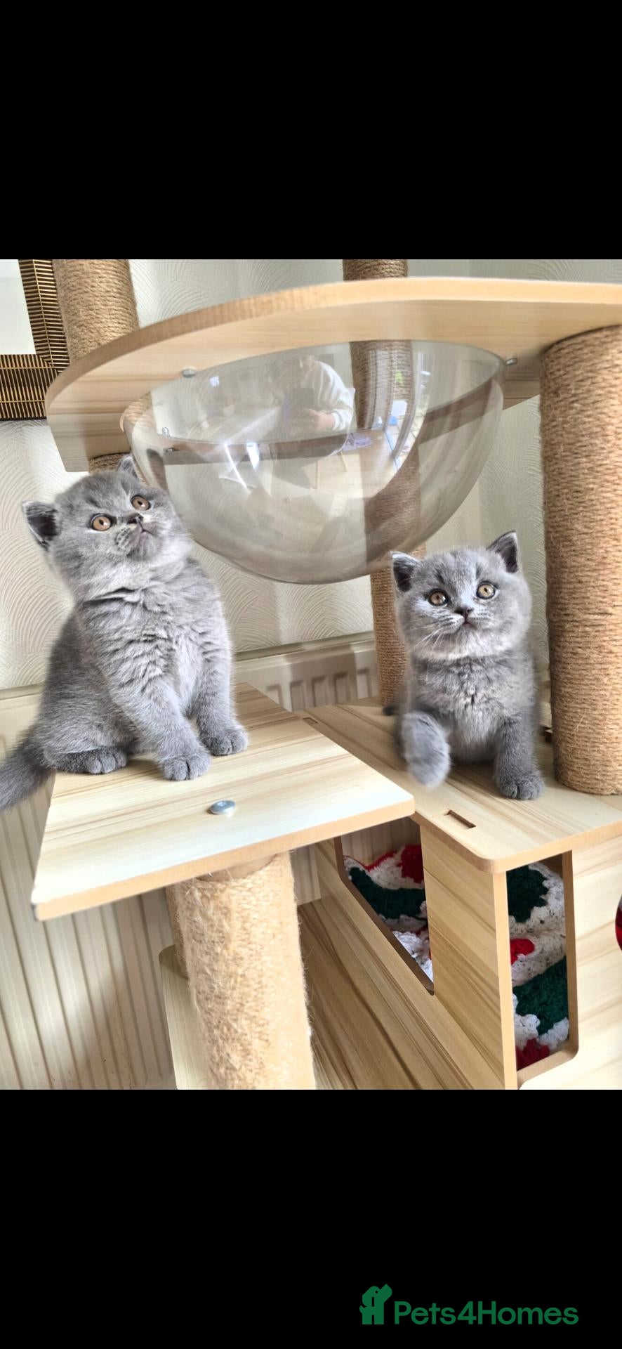 British Shorthair cats Best Quality Clasic BSH BLUE KITTENS - Advert 3