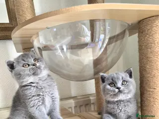 British Shorthair cats Best Quality Clasic BSH BLUE KITTENS - Advert 7