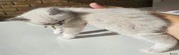 Ragdoll cats for sale: Champion Line Purebred Blue Point Mitted Ragdolls - Advert 27