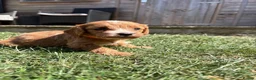 Cavapoo dogs for sale: Cavapoo puppies  - Advert 16