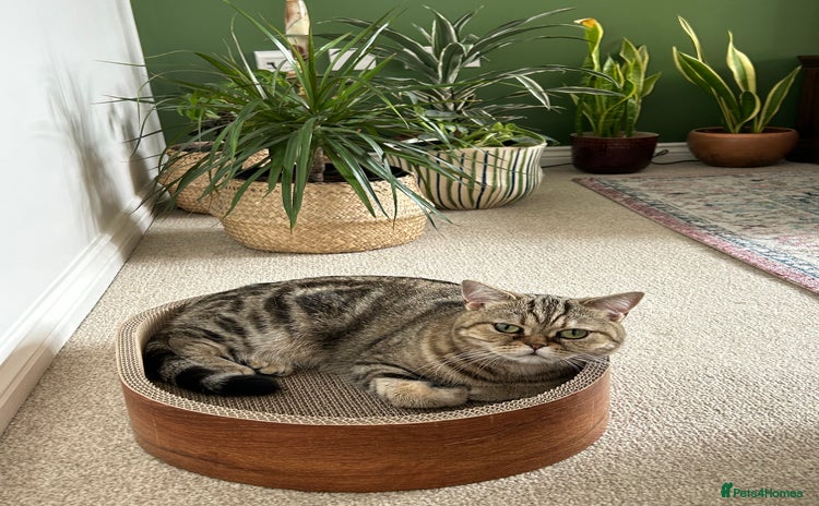 British Shorthair cats - Advert 2