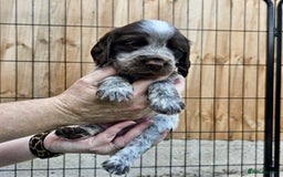 Sprocker dogs for sale: Working Sprocker Pups - Image 2