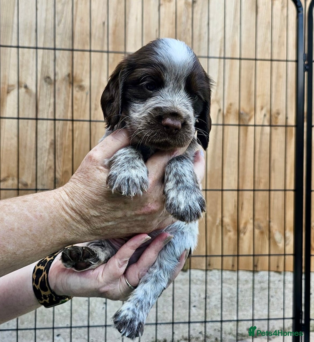 Sprocker dogs for sale: Working Sprocker Pups - Image 2
