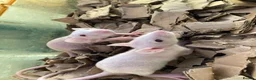 Rat rodents for sale: Rats for sale  in Hull - Advert 3