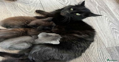 Mixed Breed cats - Advert 15