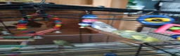 Budgerigars birds for sale: Budgies in Littlehampton - Advert 4