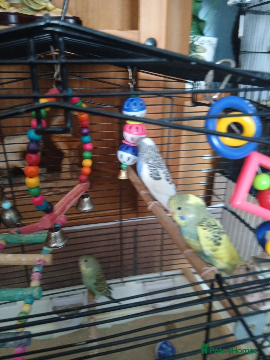 Budgerigars birds for sale: Budgies in Littlehampton - Advert 4