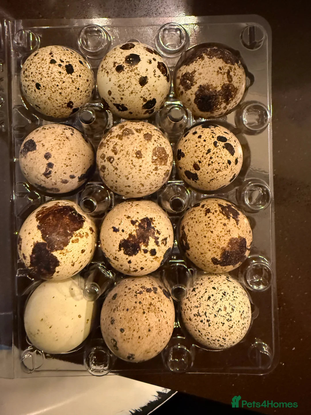 Quail poultry for sale: Quail eggs coturnix jumbo - Advert 1