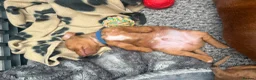 Miniature Dachshund dogs for sale: Long haired miniature dachshunds  in Liverpool - Advert 28