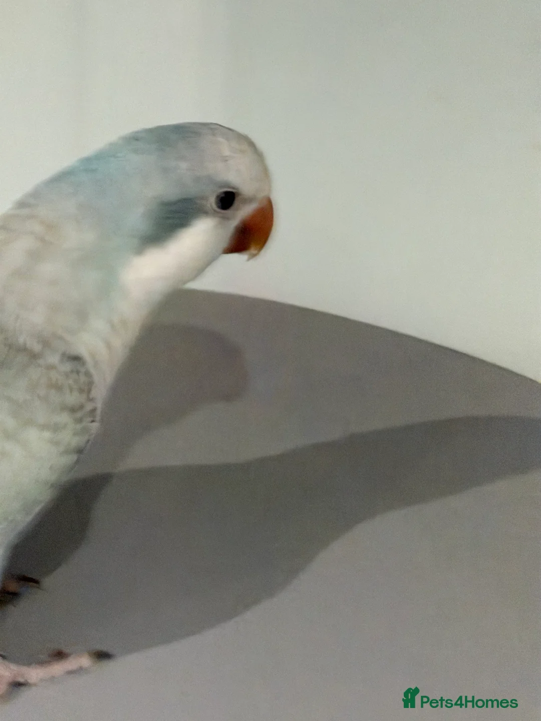 Parrots birds for sale: Pale Blue Quaker parrot - Advert 2