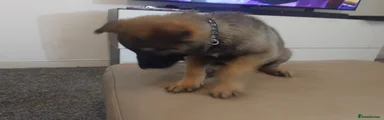 German Shepherd Puppy 9 black collar  (Emily) 