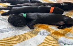 Cockerdor dogs for sale: Cockador Puppies for sale - Image 14