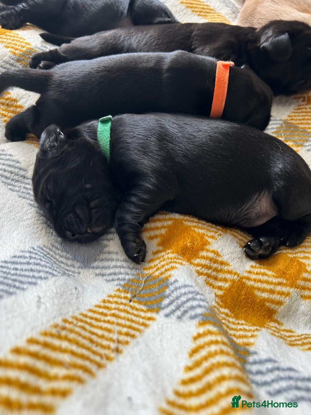 Cockerdor dogs for sale: Cockador Puppies for sale - Image 14