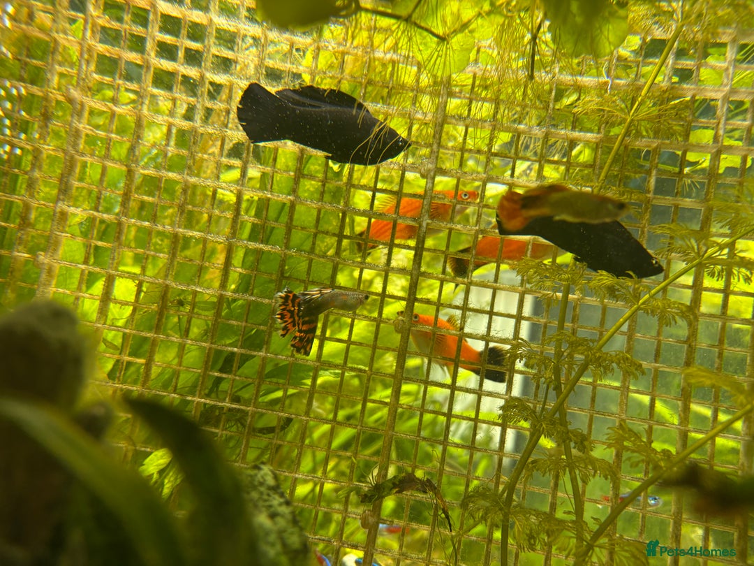 Mollies fish for sale: 3 Male Dalmatian Mollies *Free* - Image 3