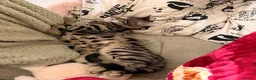 Bengal cats for sale: 🖤Triple Grand Champion — TICA - Registered Bengal - Advert 13
