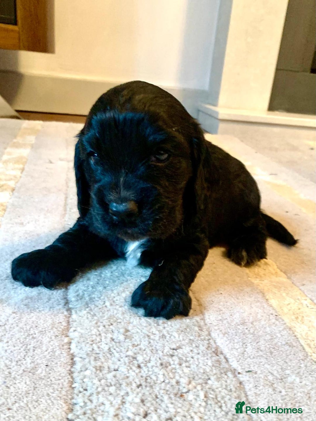 Cocker Spaniel dogs for sale: COCKER SPANIELS - Advert 12