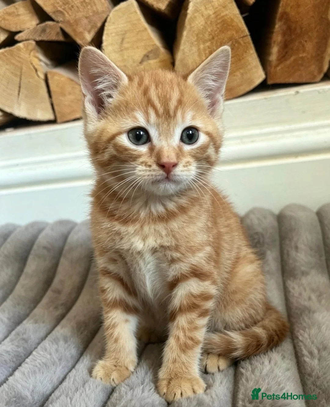 Mixed Breed cats for sale: Ginger little boy kitten 💕 - Advert 2